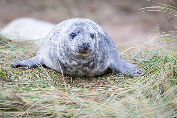 istock Grey Seals At Donna Nook 534270641