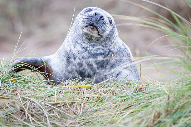 istock Grey Seals At Donna Nook 534270645