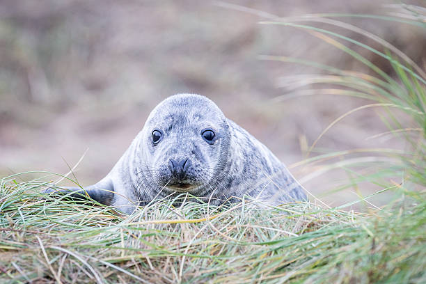 istock Grey Seals At Donna Nook 534270647