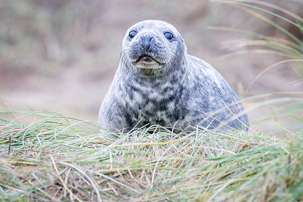 istock Grey Seals At Donna Nook 534270649