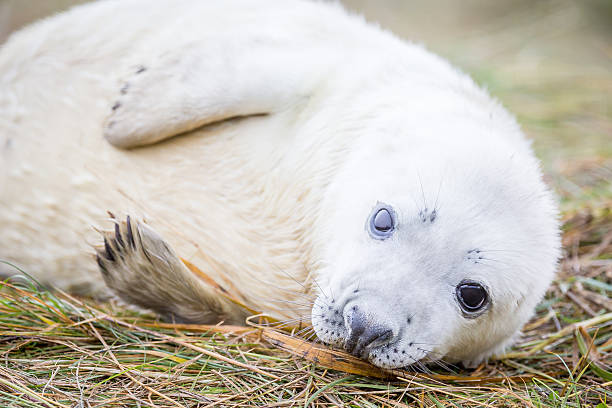 istock Grey Seals At Donna Nook 534270661