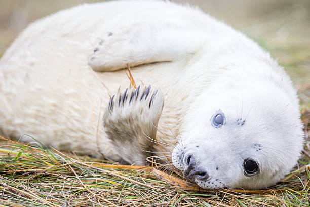 istock Grey Seals At Donna Nook 534270665
