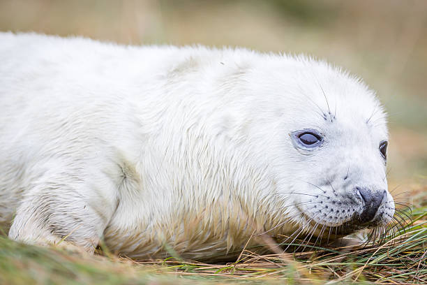 istock Grey Seals At Donna Nook 534271351