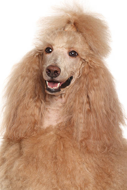 istock Apricot Standard Poodle portrait 534271449