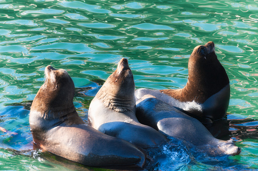 Four seals bask in the sun in Newport Oregon