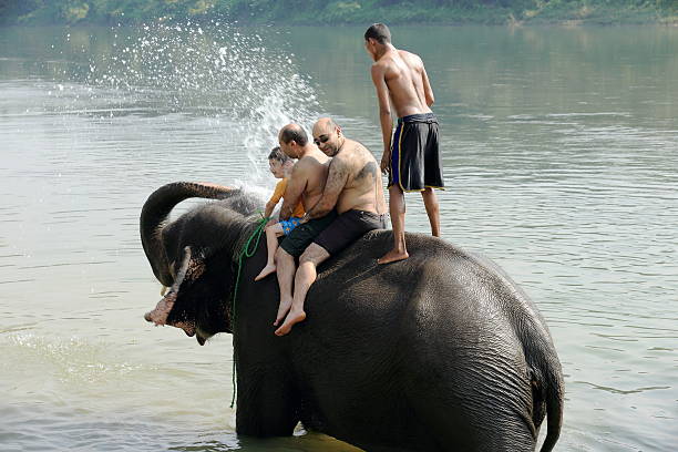 elefanten im bad. chitwan, nepal. 0870 - chitwan stock-fotos und bilder