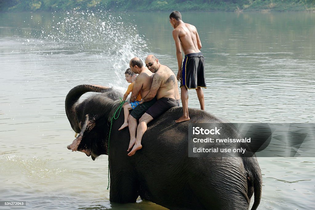 Elephant at bath. Chitwan-Nepal. 0870 Chitwan, Nepal - October 14, 2012: Indian elephant -elephas maximus indicus- takes a bath with tourists and mahout after a work day on safari through the grasslands that border the Rapti river in the bufferzone off the Chitwan Nnal.Park in the Terai area on October 14, 2012. Chitwan district-Narayani zone-Nepal. Chitwan Stock Photo