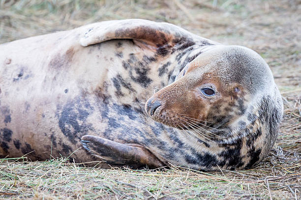 istock Grey Seals At Donna Nook 534272435