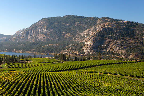 istock vineyard okanagan valley mcintyre bluff vasuex lake 534273721