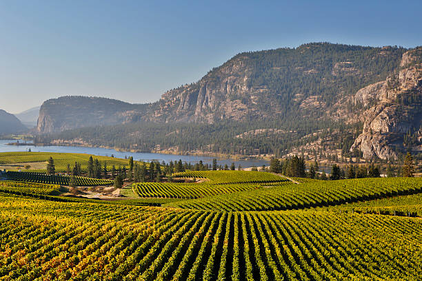 istock vineyard okanagan valley mcintyre bluff vasuex lake 534273723