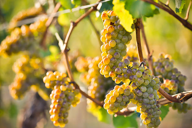 istock Organic Ripe Chardonnay Grapes 534273725