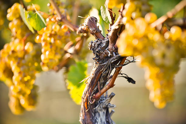 orgánicos chardonnay maduras uvas - kelowna chardonnay grape vineyard grape fotografías e imágenes de stock