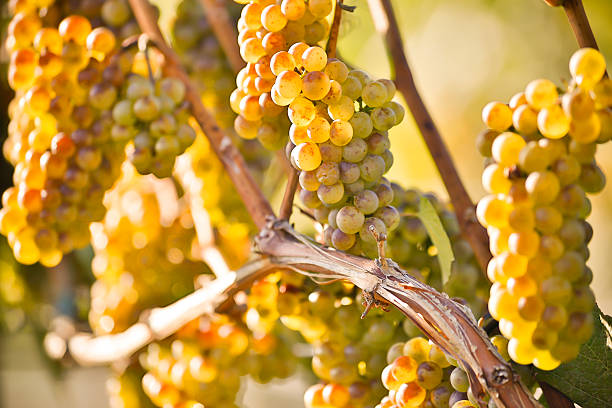 organic dojrzałe winogrona chardonnay - kelowna chardonnay grape vineyard grape zdjęcia i obrazy z banku zdjęć