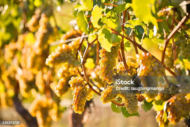 Organic Ripe Chardonnay Grapes Stock Photo - Download Image Now - 2015, Agriculture, Autumn