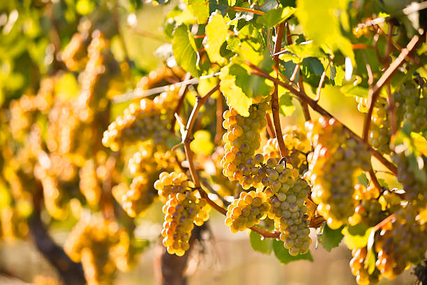 uvas, tomates chardonnay orgânicos - kelowna chardonnay grape vineyard grape imagens e fotografias de stock