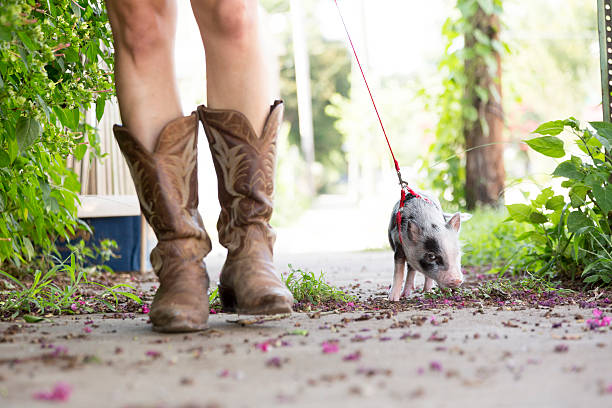 pet pig on leash walking with owner stock photo