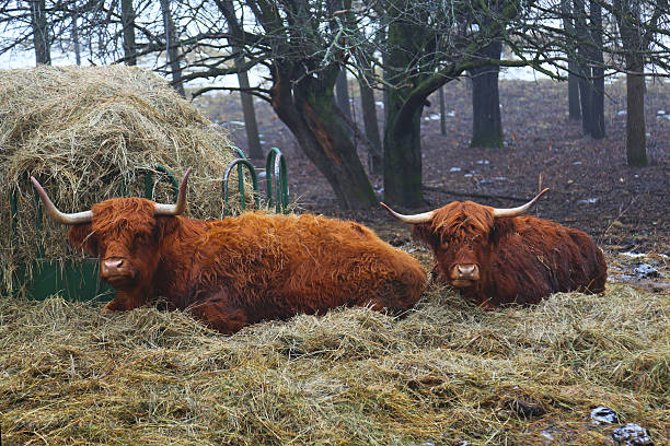 istock Scottish Highland Cows in Hay 534274027