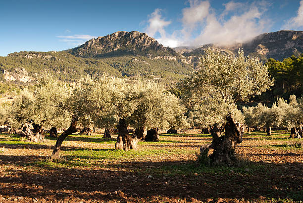 Olive grove near village Deia in mountain range Serra de Tramuntana on balearic island Majorca. November 2014