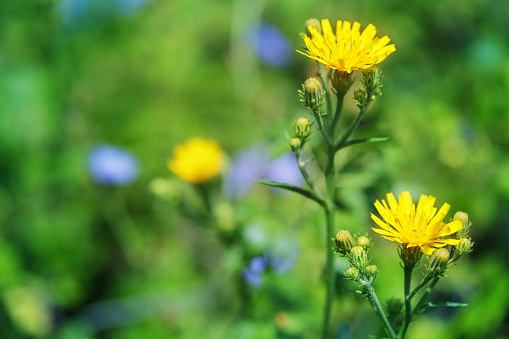 Closeup of a bright yellow flower Sow Thistle or Sonchus arvensis