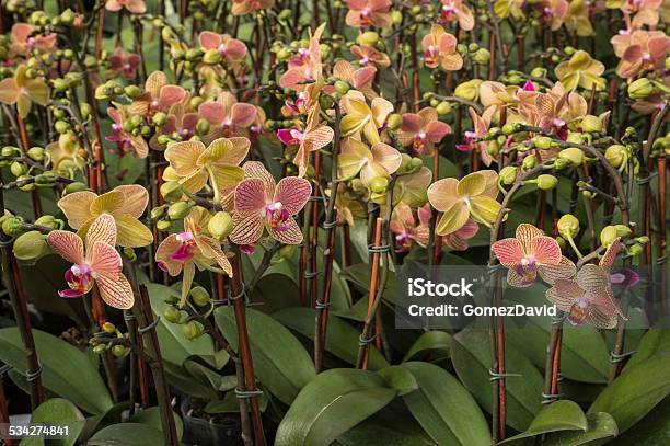 Closeup Of Orchids Being Grown In Greenhouse Stock Photo - Download Image Now - 2015, Botany, California