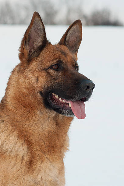 istock Portrait of a German Shepherd Dog 534275361