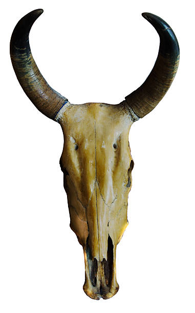 istock skull of asia cow 534276011