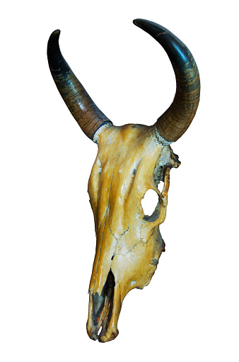 White head skull of asia cow isolated on white background