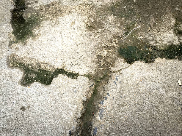 istock Wet and moist cement floor with the lichen 534276163