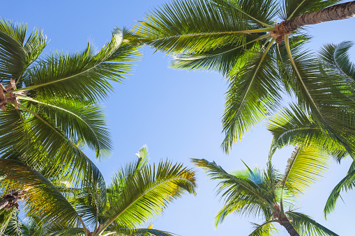 Coconut palm trees over blue sky background