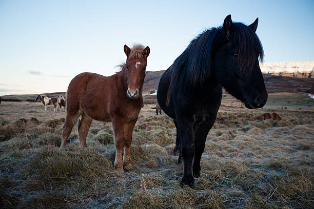 istock Sunset landscape with chestnut horse 534303515