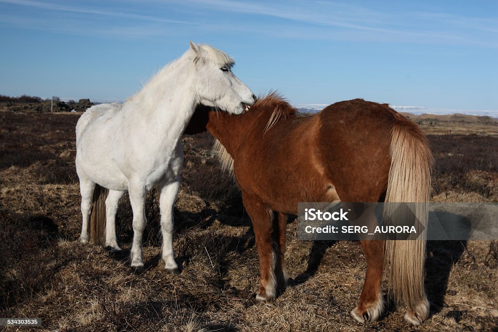 Sunset landscape with chestnut horse 2015 Stock Photo