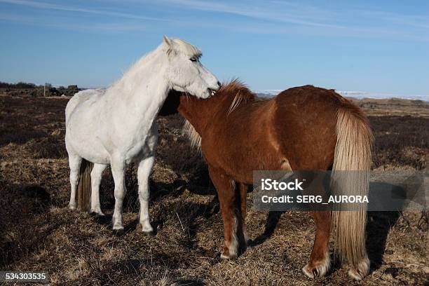 Sunset Landscape With Chestnut Horse Stock Photo - Download Image Now - 2015, Animal, Autumn