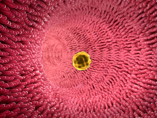 istock fat cell, inside the blood vessel 534303587