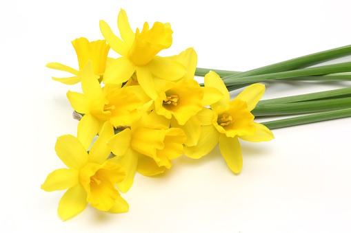 Front view of traditional basket where a bunch of beautiful yellow narcissus are arranged on a table of a bright room.