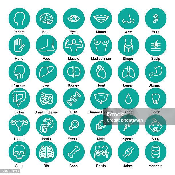 Icon Organ Set Stock Illustration - Download Image Now - Icon Symbol, Baby - Human Age, Eye