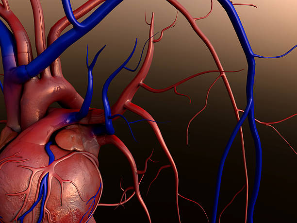 cuore - human heart pulse trace heart valve cardiac conduction system foto e immagini stock