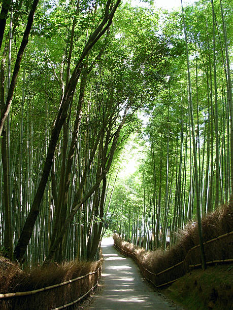 istock Kyoto - Bamboo forest in Arashiyama 534304841