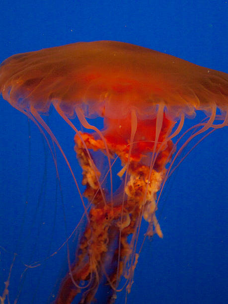 jelly pesce solo - scyphozoan foto e immagini stock