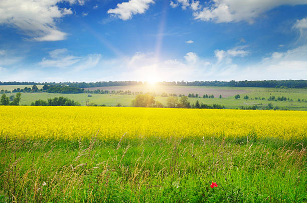 istock canola field and blue sky 534305258