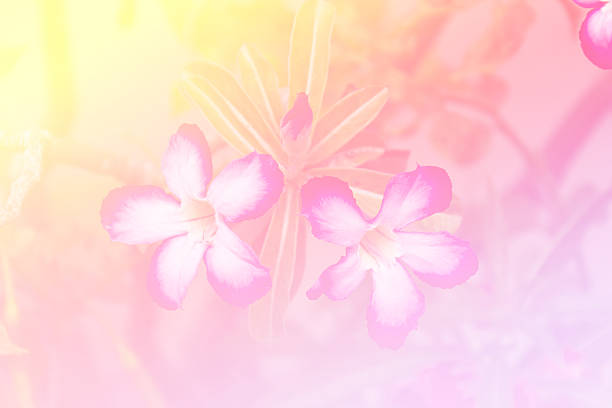 istock Beautiful soft color pink and blue flowers backgrounds 534305402