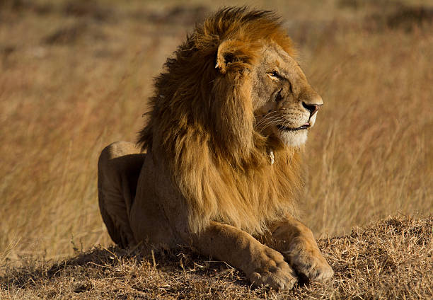 istock Male lion in Masai Mara 534305574