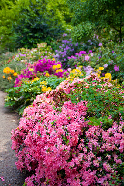 flor flores en greenwich park, londres - single lane road footpath flower formal garden fotografías e imágenes de stock