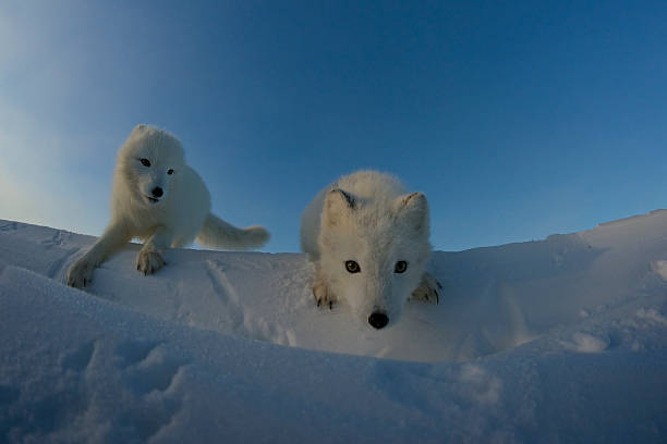 Polar foxes looking for prey in the snowy tundra. stock photo