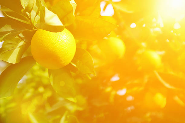 istock Soft focus oranges ripening on the tree in sunshine 534305860