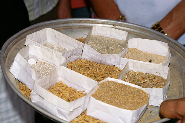 쌀 처리 단계 - rice paddy rice food short grain rice 뉴스 사진 이미지