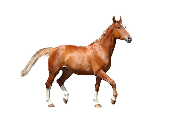 istock Chestnut brown horse running free on white background 534306259