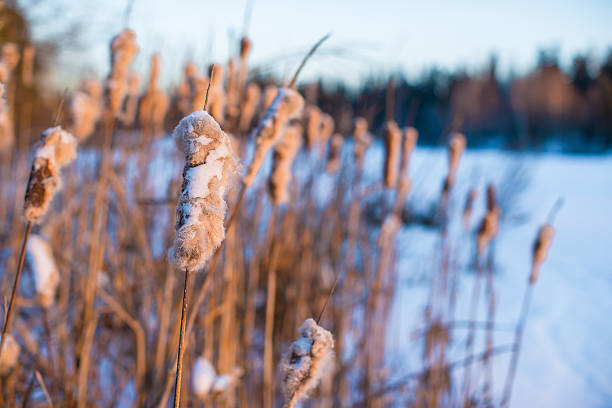 istock Winter landscape with snow-covered reeds 534306317