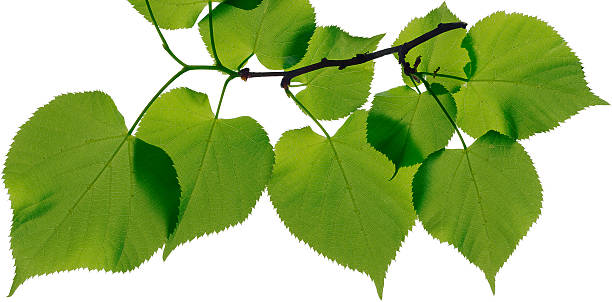 istock linden leaves isolated on white background 534306488