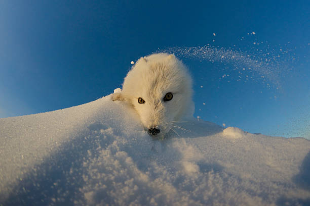 Polar fox looking for prey in the snowy tundra. stock photo