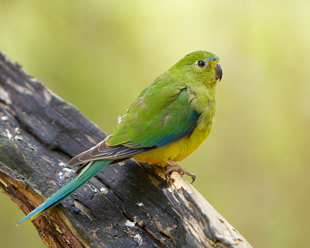 Orange Bellied Parrot stock photo
